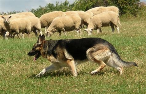 Big German Shepherds: German Shepherd Herding