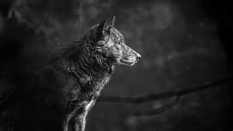 HD wallpaper: gray scale photography of wolf, grey wolf, timberwolf, Bad Mergentheim | Wallpaper ...