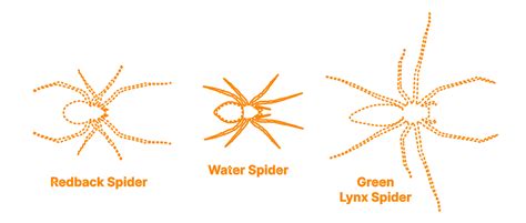 Water Spider | Diving Bell Spider (Argyroneta aquatica) Dimensions & Drawings | Dimensions.com