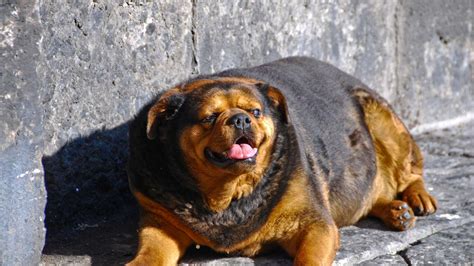 Fat Dog - Chonky Dogs Diet: Best Food for Overweight Dogs