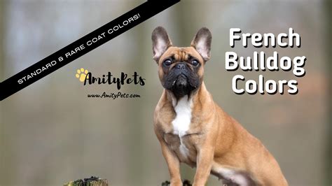 French Bulldog Colors [amazing colors with pictures] – Amity Pets