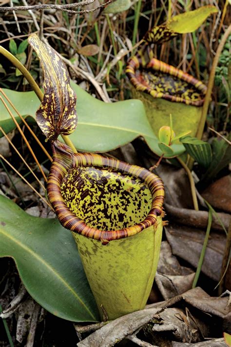 Pitcher plant | Description, Carnivory, Families, & Facts | Britannica