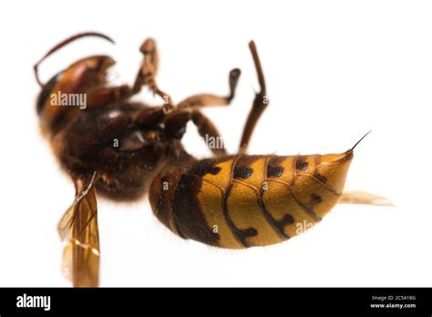 Unlike its cousin the wasp, the European Hornet, Vespa crabro, has a ...