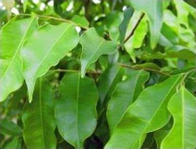 Agaru (Aquillaria Agallocha) - Ayurvedic Properties, Part Used & Dosage