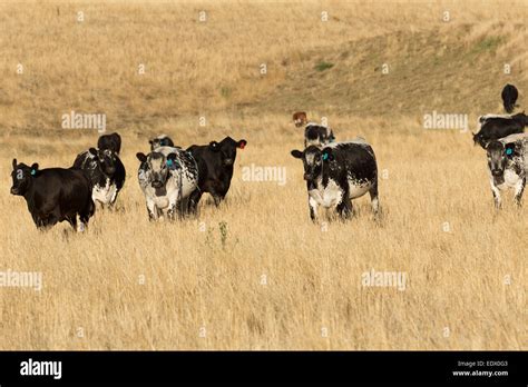 A photograph of a some Speckle Park cattle on a farm in central western NSW, Australia Stock ...