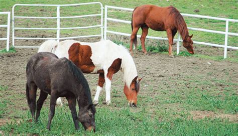 Equine On-the-Road Nutrition