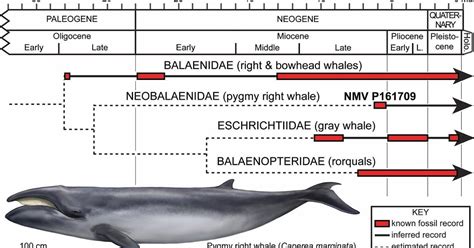 Species New to Science: [Cetology • 2012] Possible neobalaenid from the Miocene of Australia ...