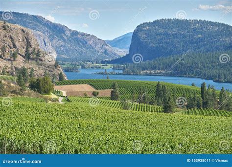 Okanagan Valley Vineyards editorial photo. Image of bluff - 153938011