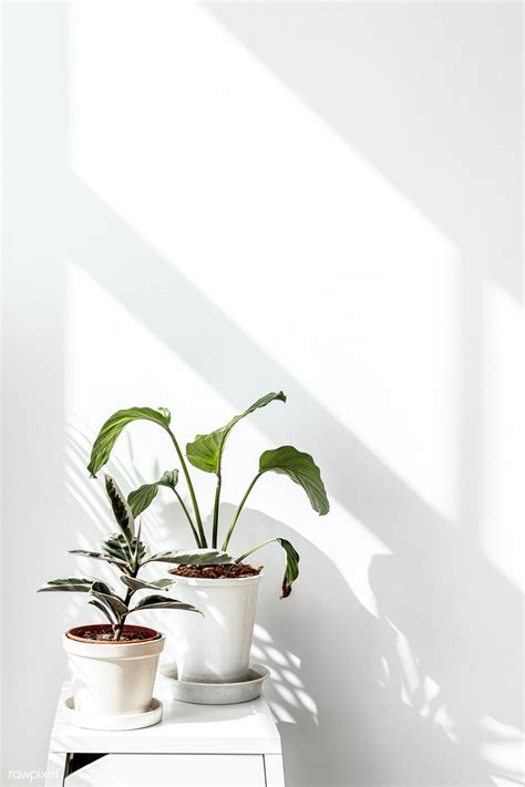 Tropical plants by a white wall with window shadow | premium image by ...