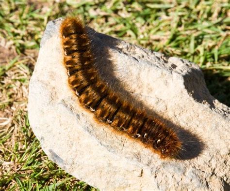 Exploding Zombie Caterpillars Live Out Real Life Sci-Fi Plot | Newsmax.com