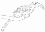 Hornbill Coloring Pages  Free Printable For Kids sketch template