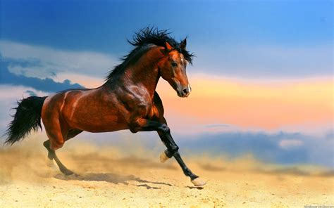 Free Horse Wallpaper - WallpaperSafari