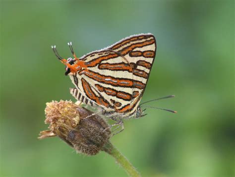 Cigaritis vulcanus (Cigaritis vulcanus) - Picture Insect