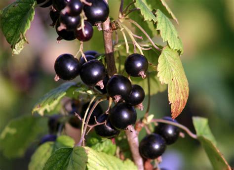 Blackcurrant bushes | Thompson & Morgan Blog