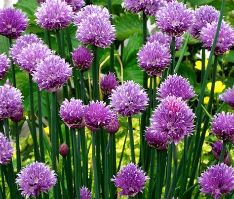 Chives Common Organic Allium Schoenoprasum Seeds