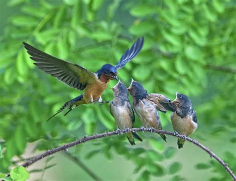 Barn Swallow Feeding Photograph by William Jobes - Fine Art America