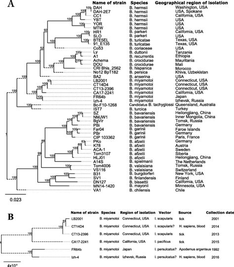 a Phylogenetic tree of Borrelia species based on the concatenated ...