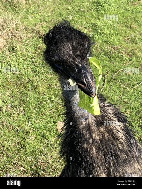 Emu eating lettuce Stock Photo - Alamy