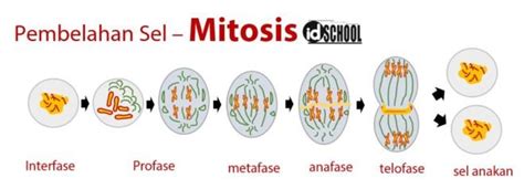 Pembelahan Sel Mitosis dan Meiosis – idschool.net