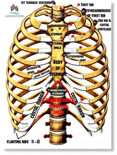 Anatomy of the Thorax Part 1: Thoracic Skeleton (source: Moore ...