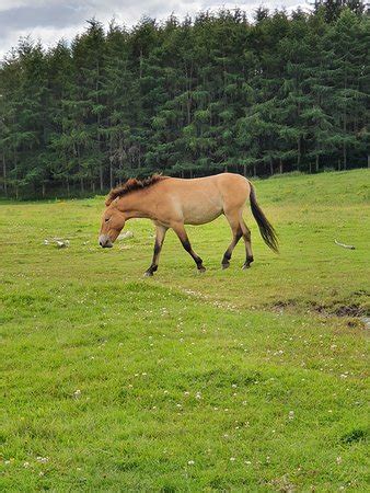 Highland Wildlife Park (Kingussie) - 2020 All You Need to Know Before ...