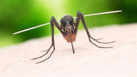 These Mosquito Bites Could Be Deadly - BlackDoctor.org - Where Wellness ...