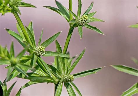 Growing Culantro: Planting, Care, and Harvesting This Tasty Herb