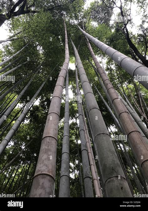 Bamboo forest in Japan Stock Photo - Alamy