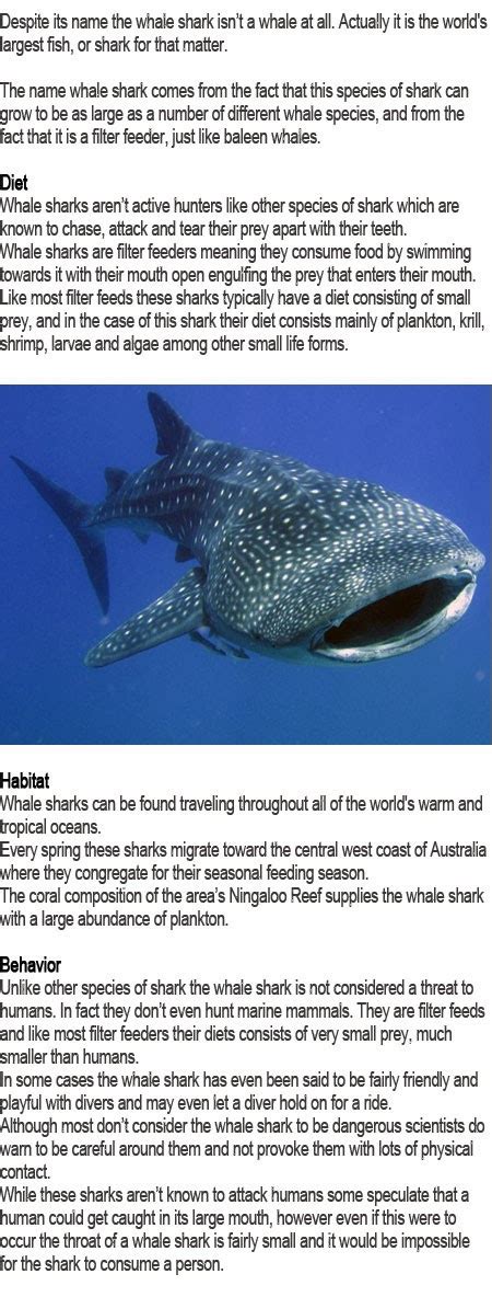 Whale shark facts for kids | Childhood Education