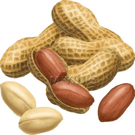 Free Nuts Cliparts, Download Free Nuts Cliparts png images, Free ClipArts on Clipart Library