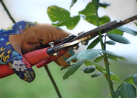 Pruning rose trees in March - a thorough explanation