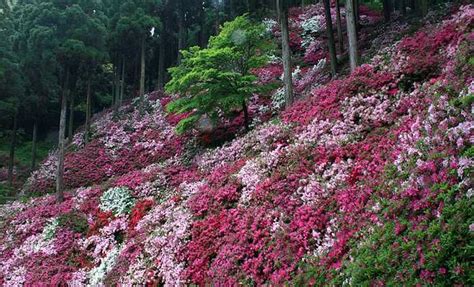 A Japanese azalea temple garden, Daikozenji | Azaleas garden, Temple gardens, Native plants