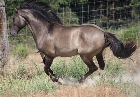 mouse dun - Pure Spanish Horse stallion Preferido la Reina [Dun dilutes ...