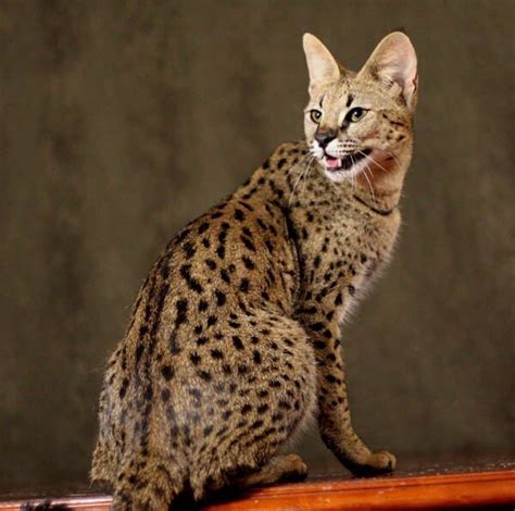 14 Incredible Facts About the “Home Leopard” Known As Safari Cat | PetPress