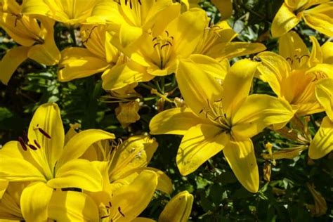 25 Yellow Perennial Flowers for a Vibrant Garden