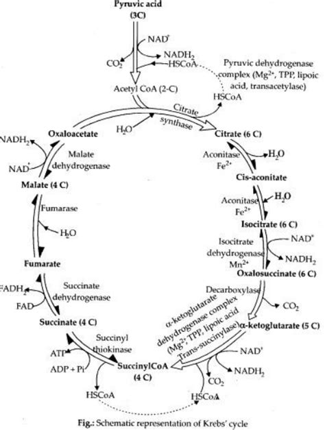 Krebs Cycle, Diagram, Steps, Products, Location, Significance