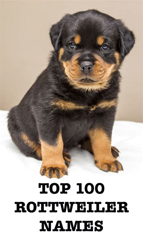 Rottweiler Names - 100 Great Ideas For Naming Your Rottie | Rottweiler names, Dog names ...