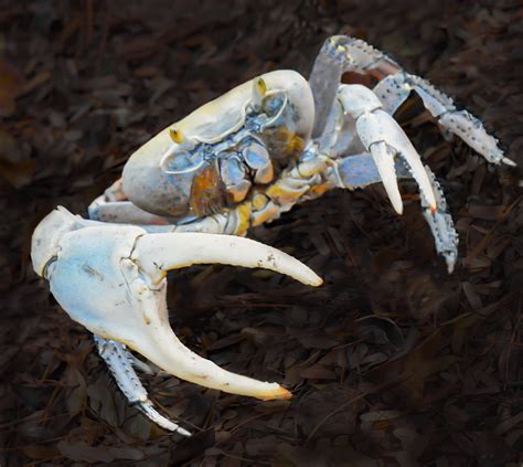 Look Out for Land Crabs | St. Thomas Source