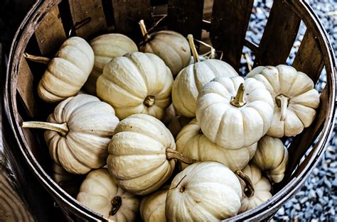 Baby Boo (treated) Pumpkin Seeds - Heirloom – Hometown Seeds