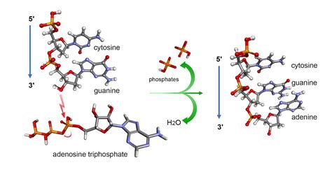 Phosphodiester bond in DNA - YouTube