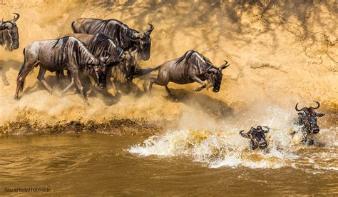 Great Migration at Masai Mara - Darter Photography