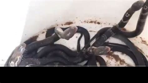 Video featuring rescued baby cobras goes viral- WATCH video here