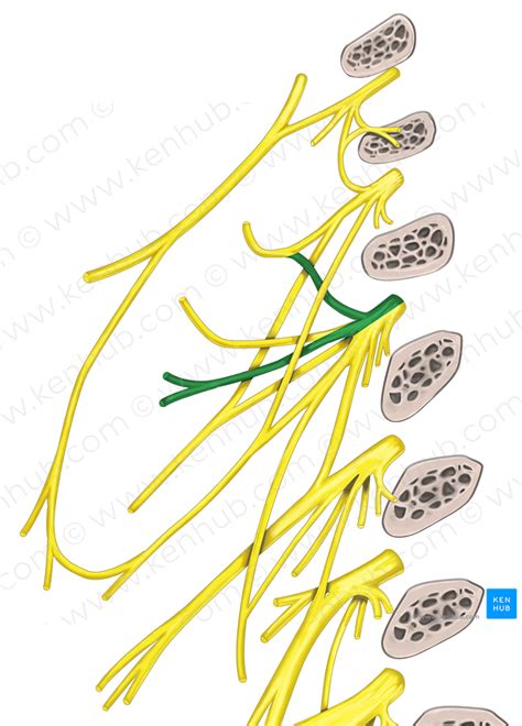 Transverse cervical nerve (#6371) – Kenhub Image License Store