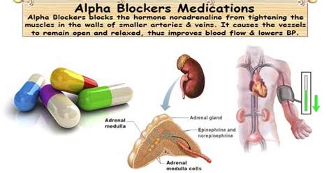 Alpha Blockers Medications for Hypertension