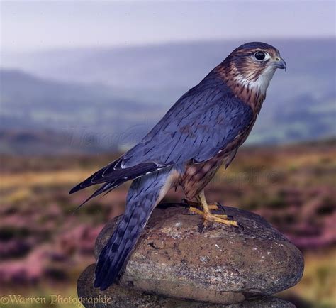 Merlin Bird | Displaying 20> Images For - Merlin Bird Male... | Merlin bird, Bird, Raptors bird