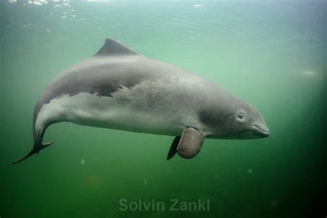 Harbor Porpoise – "OCEAN TREASURES" Memorial Library