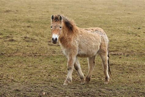 Przewalski`s Horse in the Nature Looking Habitat during Autumn Time. Stock Photo - Image of ...