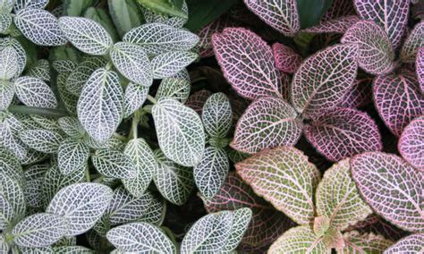 Nerve Plant: Fabulous Fittonia Plants - Epic Gardening