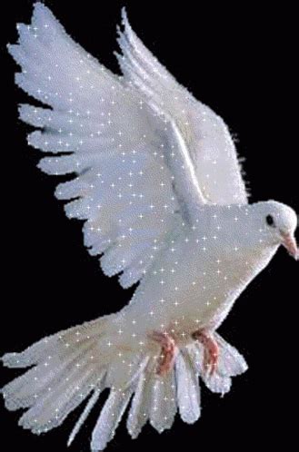 Fly White Dove GIF – Fly White Dove Animal – discover and share GIFs