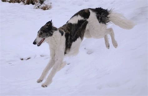 z- Borzoi, 1, Running, Snow, Lf (1) | Borzoi dog, Borzoi, Dog poses